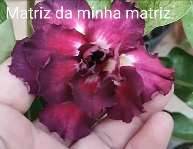 Rosa do deserto variegata de flor roxa