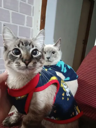Estou doando 2 gatinhos muito amáveis 