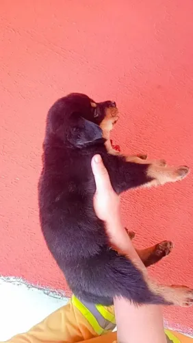 Lindos filhotes de rottweiler no ponto pra fazer sua felicidade