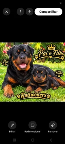 Vendo filhotes de rottweiler