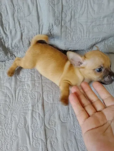 Miniatura pinscher