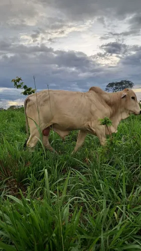 Contrato vaqueiro com experiência vaga de leite