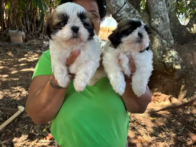 Amor à primeira vista! Lindos filhotes de Shih Tzu disponíveis ?