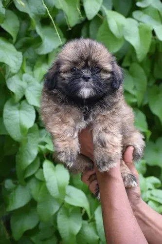 Lhasa Apso fofo demais