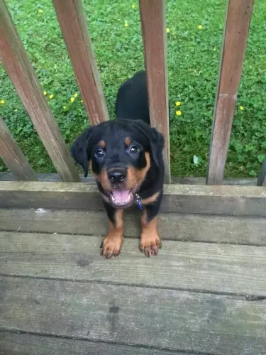 Rottweiler O xodó da roça está esperando por você