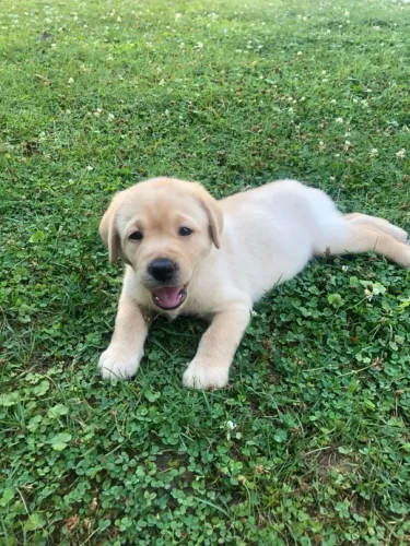 Labrador Retriever - O Presente Que Vai Surpreender Neste Dia Dos Namorados