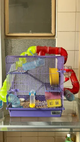 Gaiola Completa para Hamster + Hamster Anão Russo + Acessórios