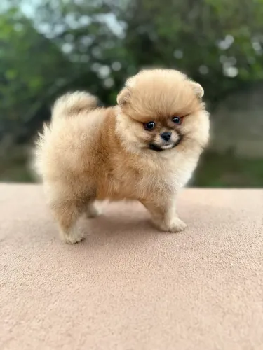 Lulu da pomeranian Spitz alemão anão 