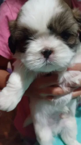 Vendo filhotes de Shih Tzu
