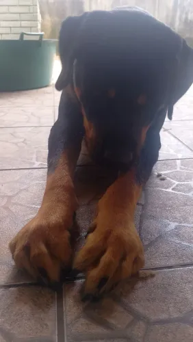 Rottweiler Filhote 