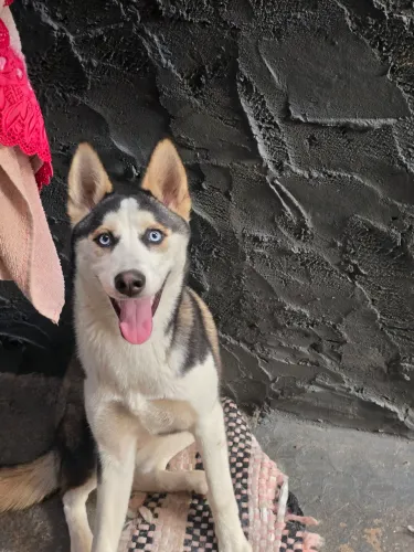 Husky siberiano fêmea