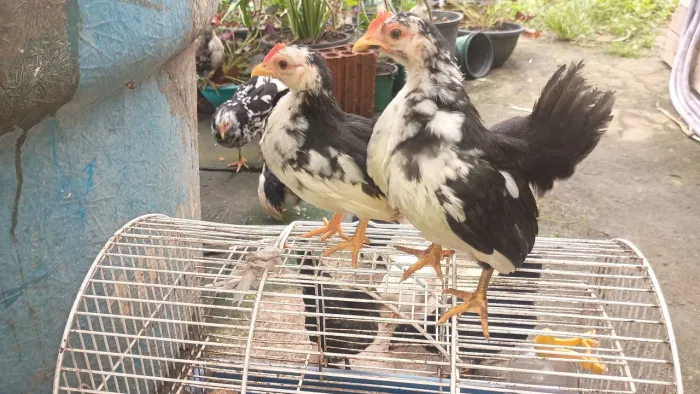 Galinhas Seramas