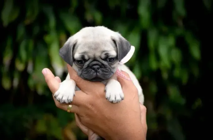 Lindos Filhotes de Pug | Muito Carinho em Quatro Patas