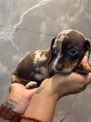 Dachshund arlequim chocolate