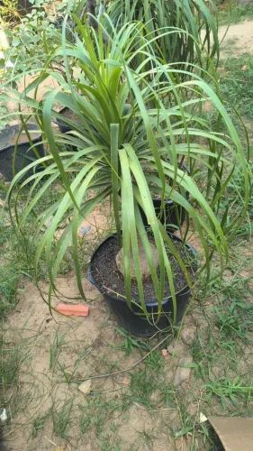 Planta Pata de Elefante