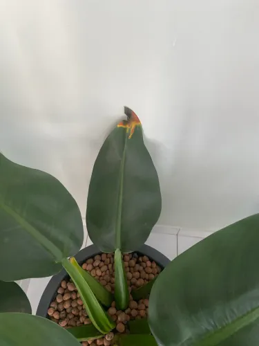 Planta Pacová