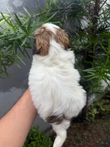Shi-tzu fêmea