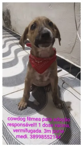 Pet tigresa filhote