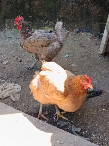 Galos e galinhas rodlan, caipirão, capueirão