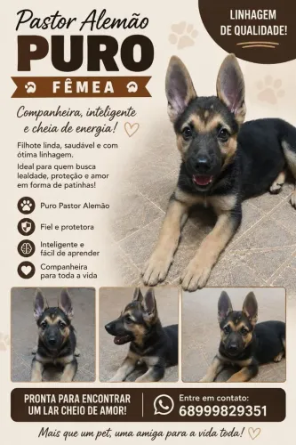 Vendo filhote de pastor alemão fêmea,capa preta puro!