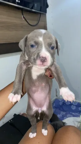 Filhote de amstaff