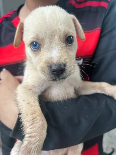 Doação filhote de husky raciado
