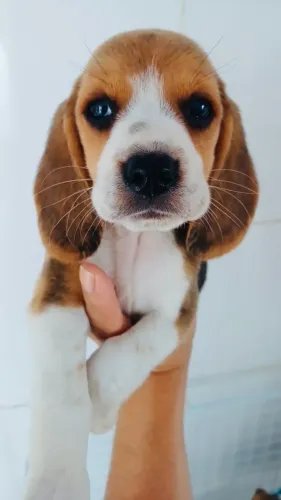 Fêmea Linda de Beagle , Carinhosa