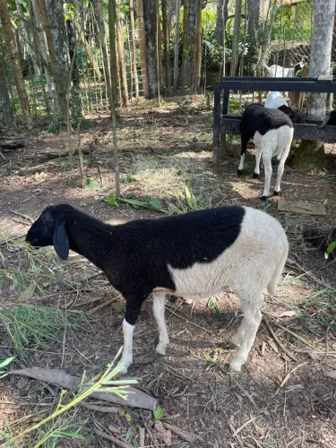 Ovelhas Dorper/ Santa inês em parelheiros sp 