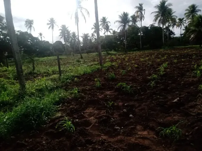 Terreno 2 tarefas, Humildes