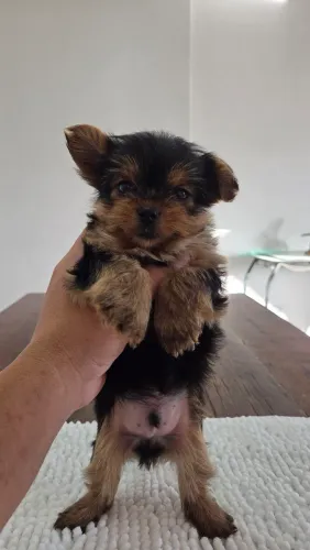 Filhote de Yorkshire Terrier Padrão Mini