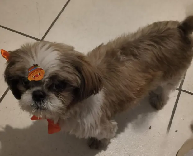 Shih Tzu Fêmea 