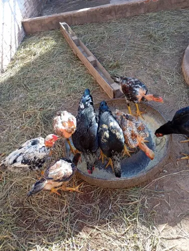 Frango caipira