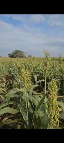 Silagem de sorgo