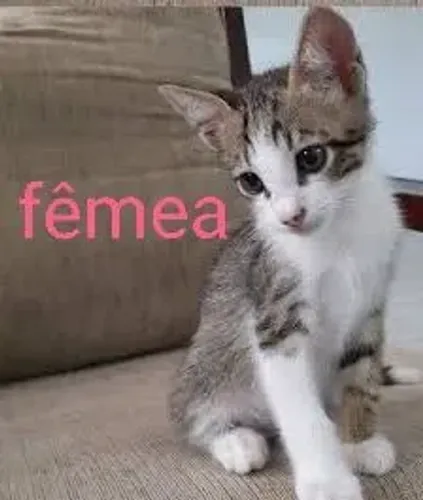 Gatos  pra adoção 