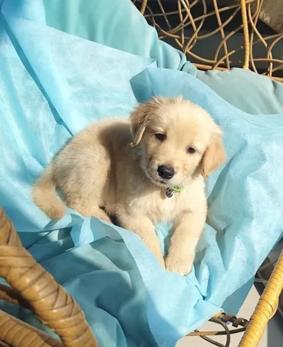 Golden retriever disponivel