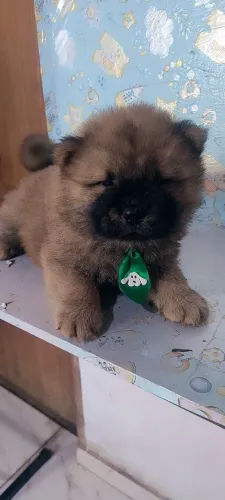 Chow chow