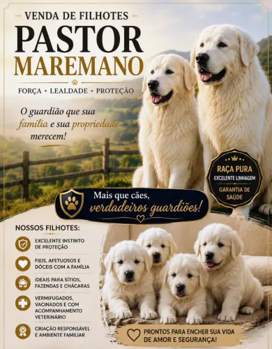 Cachorro Pastor Maremano