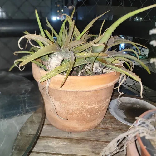 Caqueira que Babosa em Vaso de Barro 