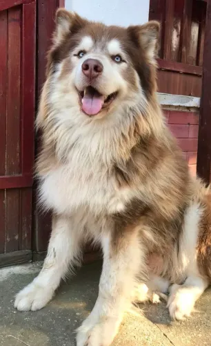 Husky Siberiano wooly presente dia dos pais ..
