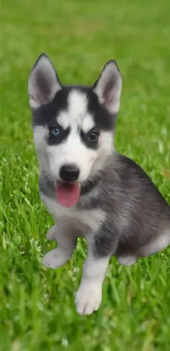 Filhote de husky siberiano 