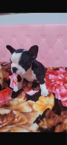Cachorro 