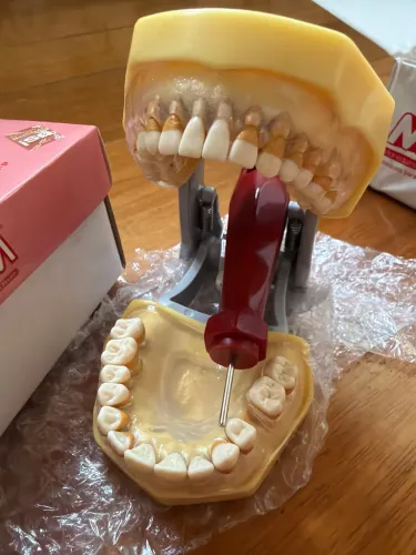 Manequim De Periodontia MOM - Completo Com Chave (Excelente Estado)