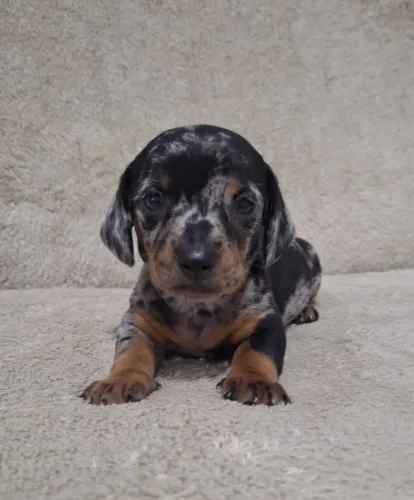 Basset salsicha 