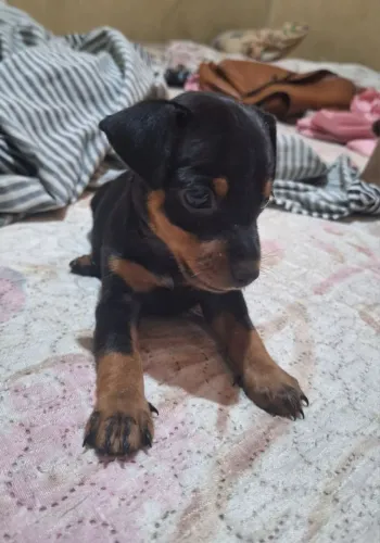 Vende-se Pinsher