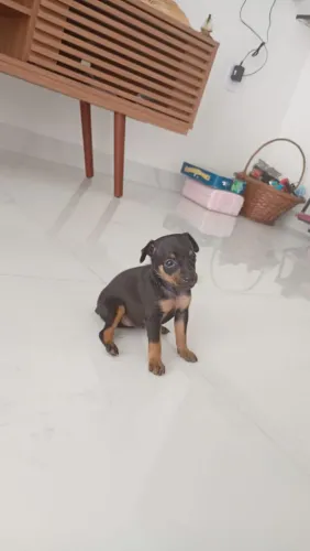 Cachorro Pincher fêmea disponível