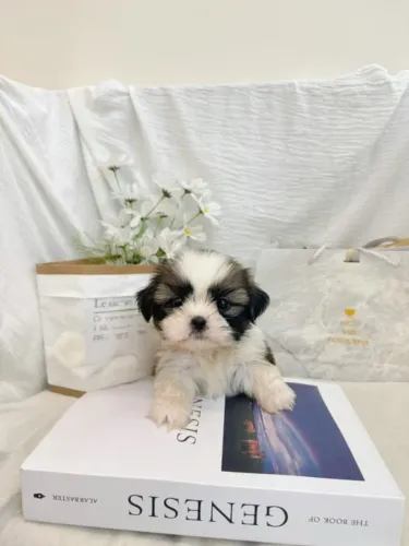 Cachorro filhote shih tzu/shitzu com excelente estrutura e saúde