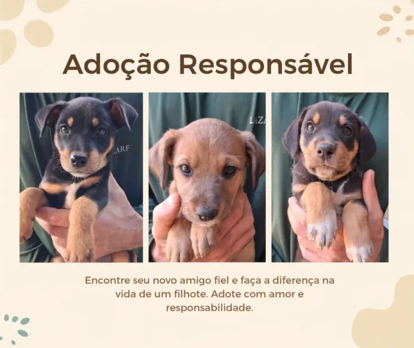 Filhotes de Cachorro