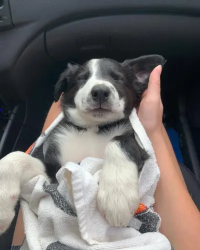 Filhotes de Border Collie | Uma amizade que aquece o coração.