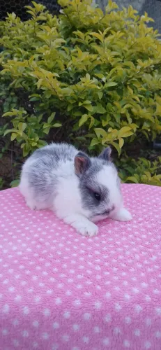 Mini Coelhinha Netherland(Coelhinha Anã)