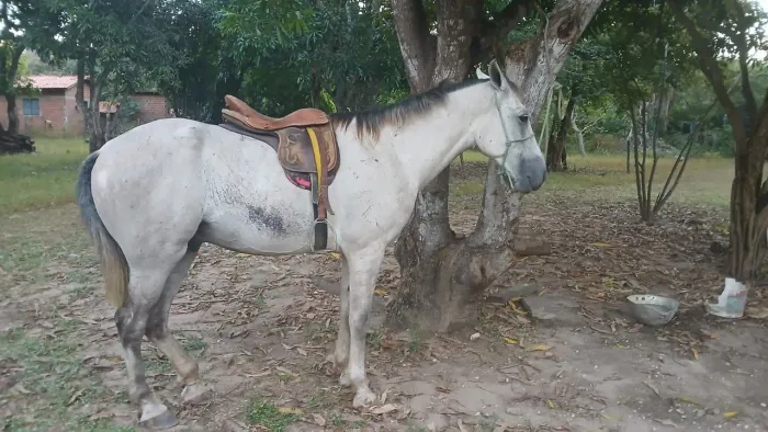 Cavalo bate-esteira, bom de marcha